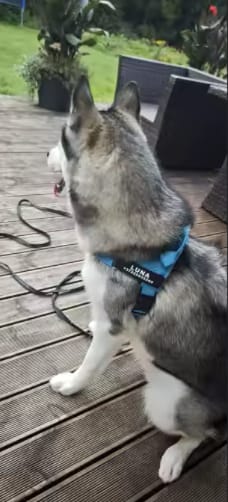 Customer photo review of DOGSPOKE™ RestEasy No Pull Dog Harness
