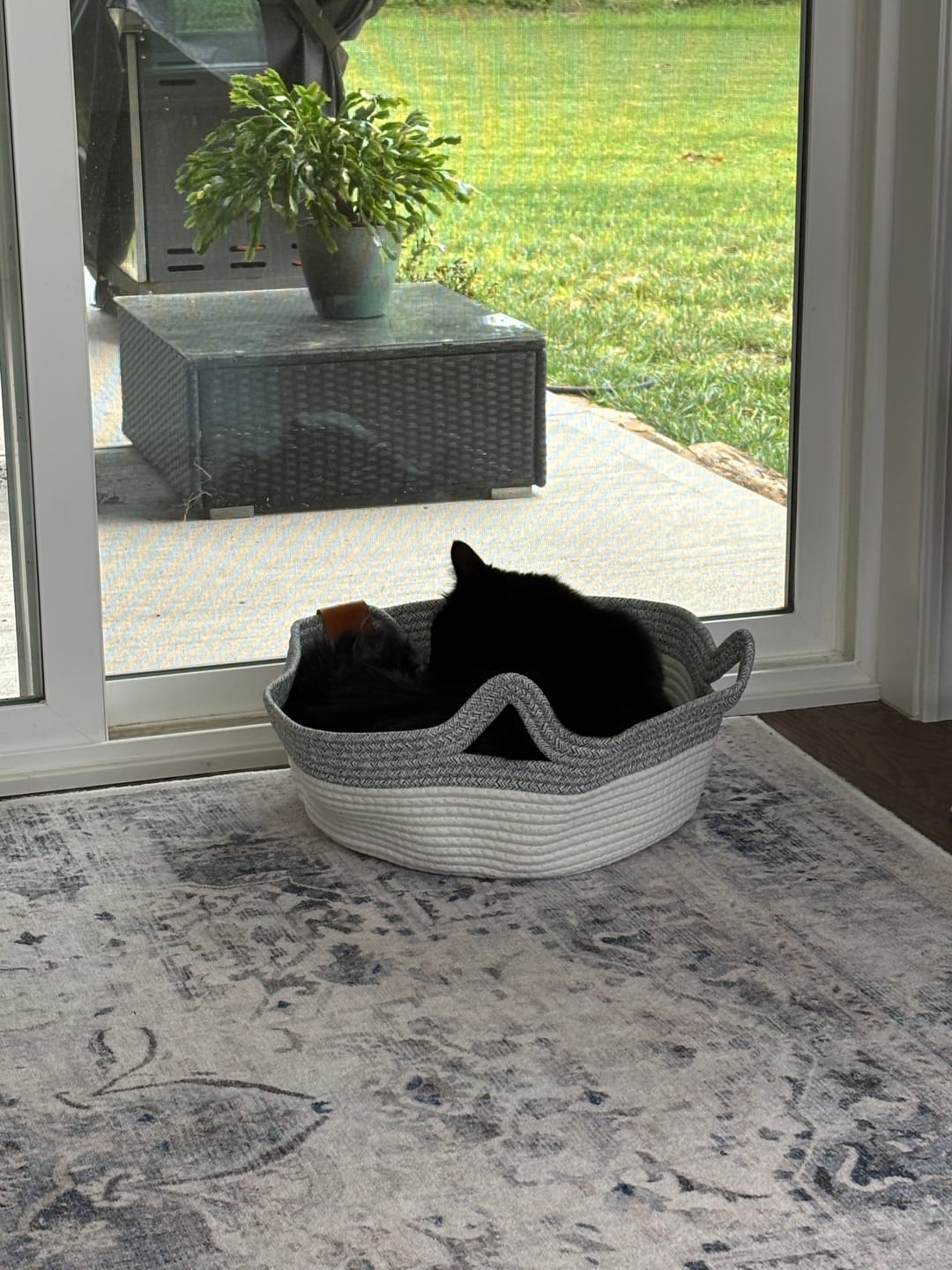 Customer photo review of Instinct Basket | Meet the first research-backed natural territory for indoor cats