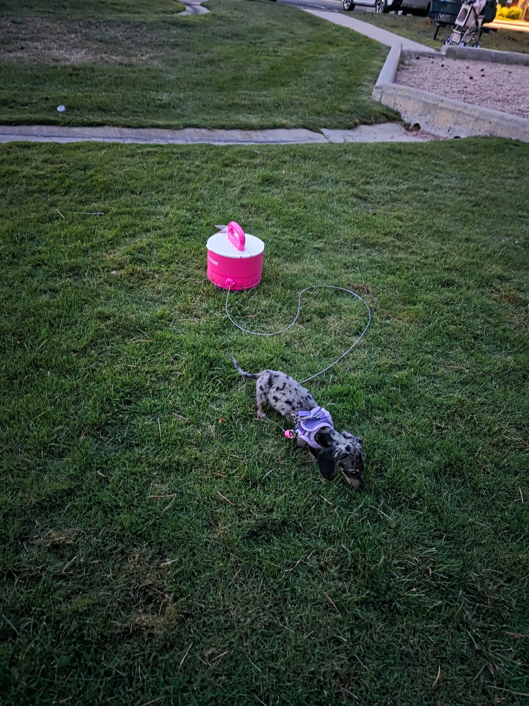 Customer photo review of Pup Stack