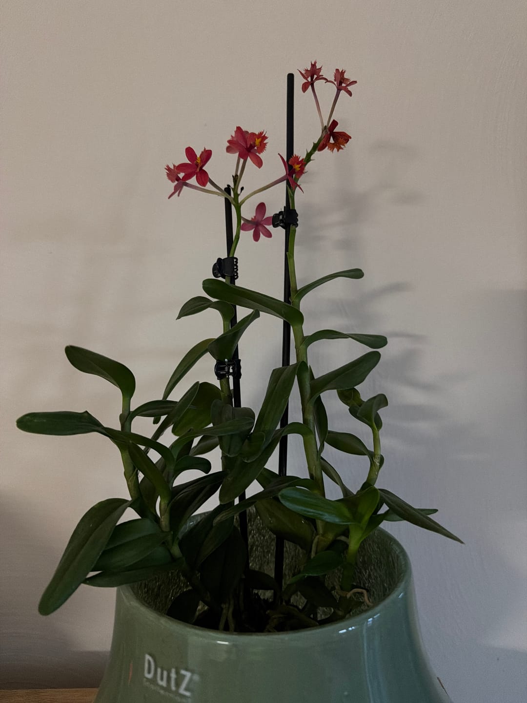 Customer photo review of Epidendrum Nordic Fire Dauerblüher mit orange-roten Blüten und 1 Rispe
