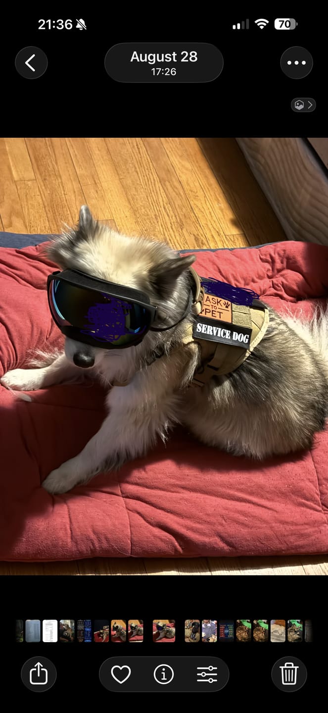 Customer photo review of Team K9® Classic No-Pull Dog Harness