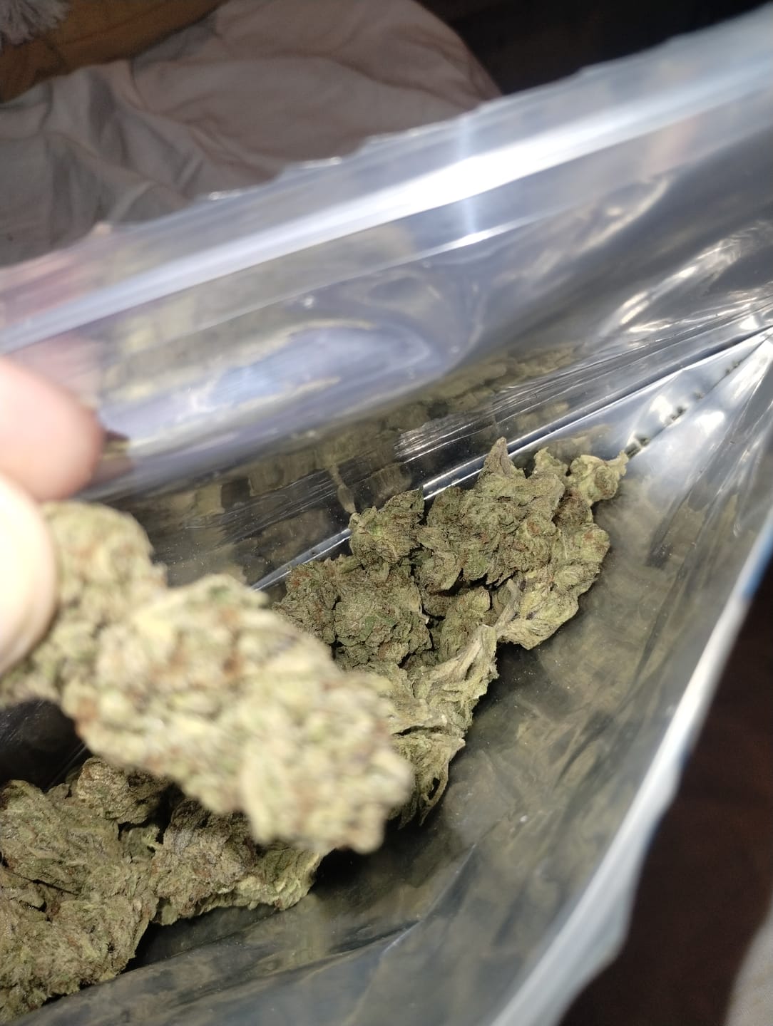 Customer photo review of Light Assist THCA Smalls