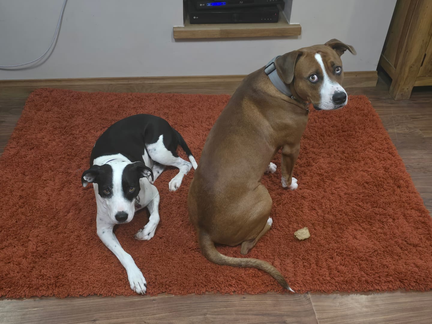 Customer photo review of 4cm Combat® Collar | No Handle & Secured Clip - Metal Grey