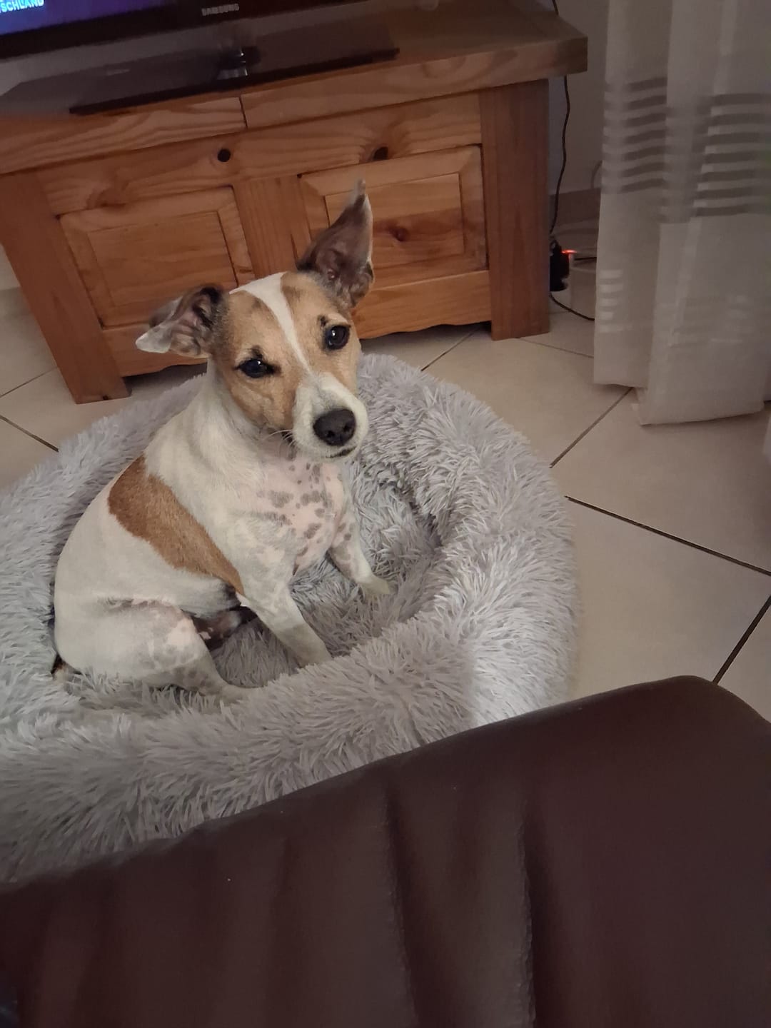 Customer photo review of Puppery Hundebett Wolke 7 - Das Original