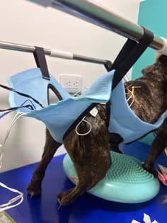 Customer photo review of VivaEase™ Foldable Pet Grooming Stand