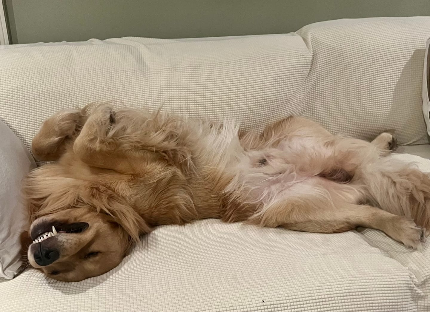 Customer photo review of Iron Paws Daily Human-Grade Superfood For Dogs