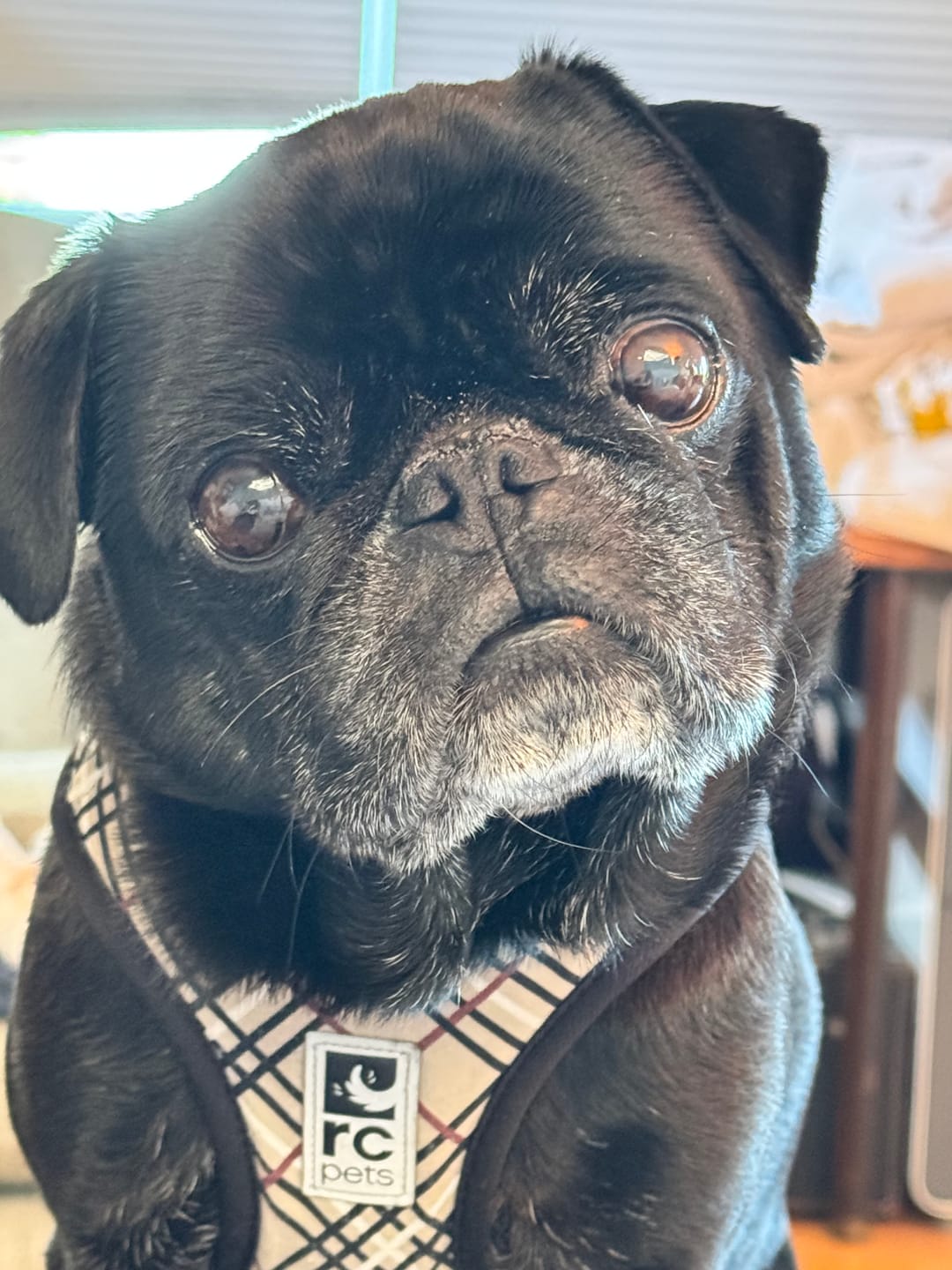 Customer photo review of Lamb Recipe - Dog