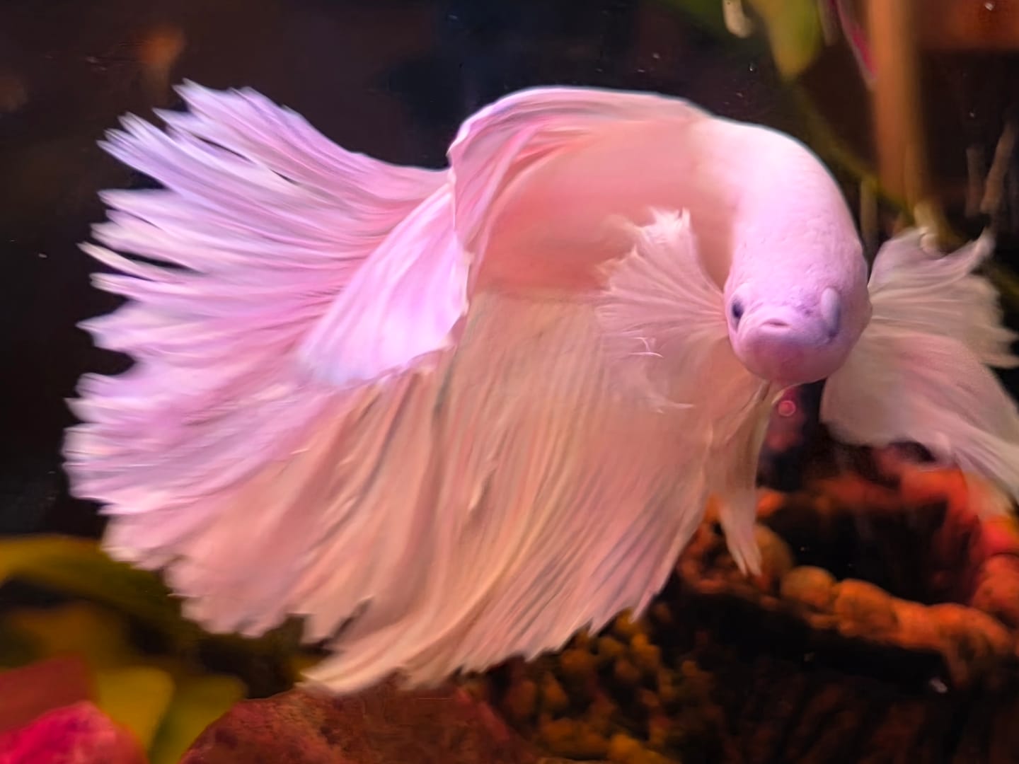 Customer photo review of Super White Dumbo Ear Halfmoon Male Betta Fish