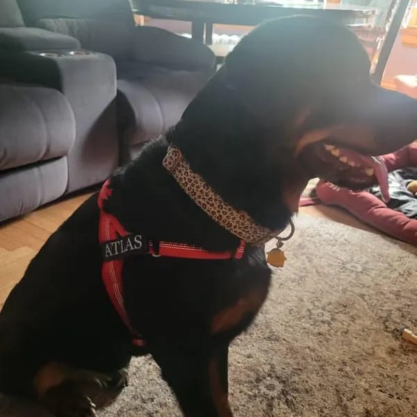 Customer photo review of DOGSPOKE™ RestEasy No Pull Dog Harness