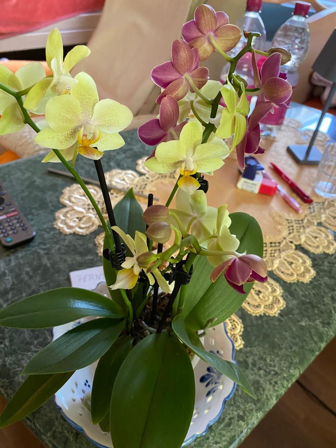 Customer photo review of Cocktail Orchidee mit gelb-roten Blüten und 5+ Rispen