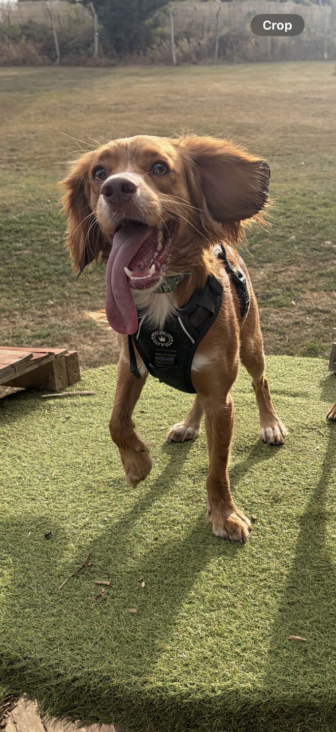 Customer photo review of Trail & Glow Tweed Dog Harness - Forest Tweed