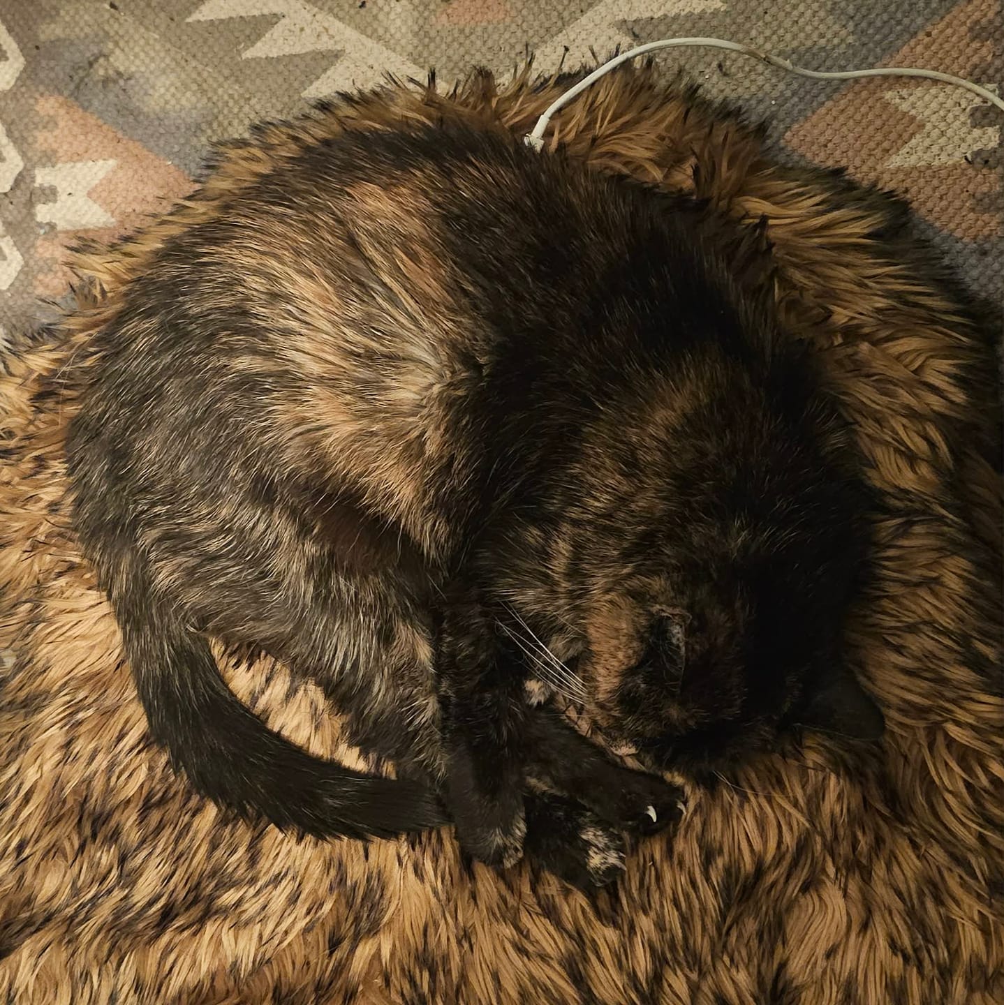 Customer photo review of ComfyRug Original – Premium Memory Foam Hundeseng i Brown Edition