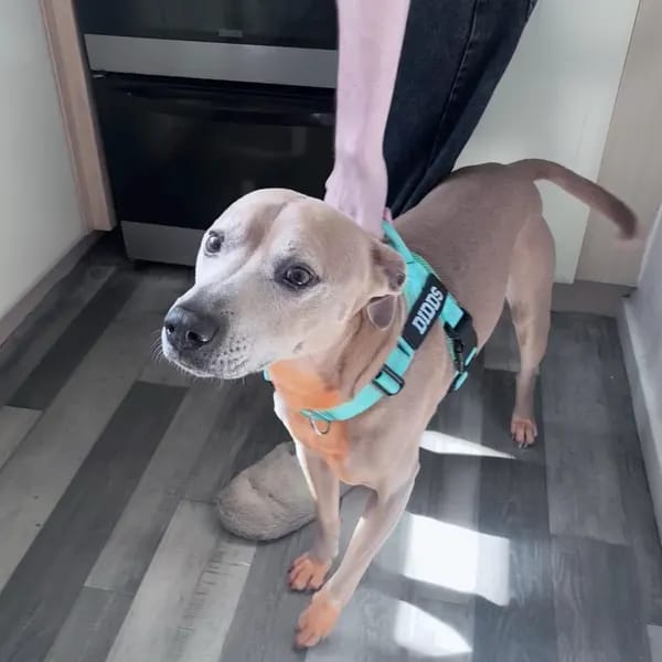 Customer photo review of DOGSPOKE™ RestEasy No Pull Dog Harness