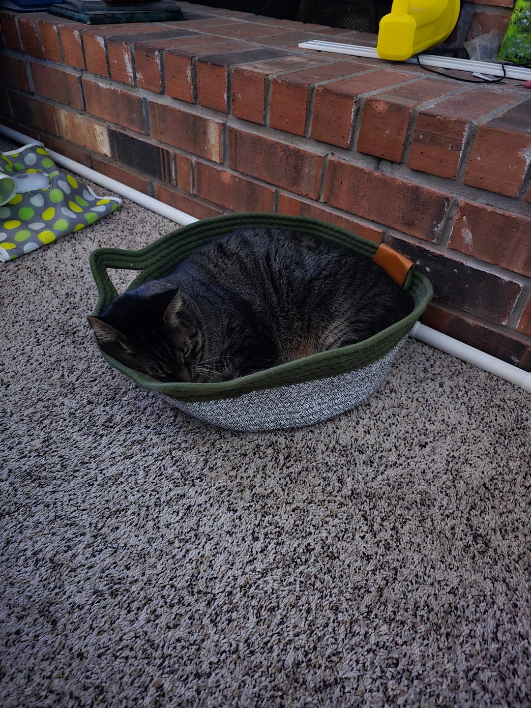 Customer photo review of Instinct Basket | Meet the first research-backed natural territory for indoor cats