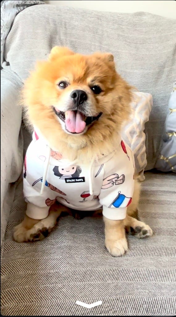 Customer photo review of The France Dog Hoodie - Beige