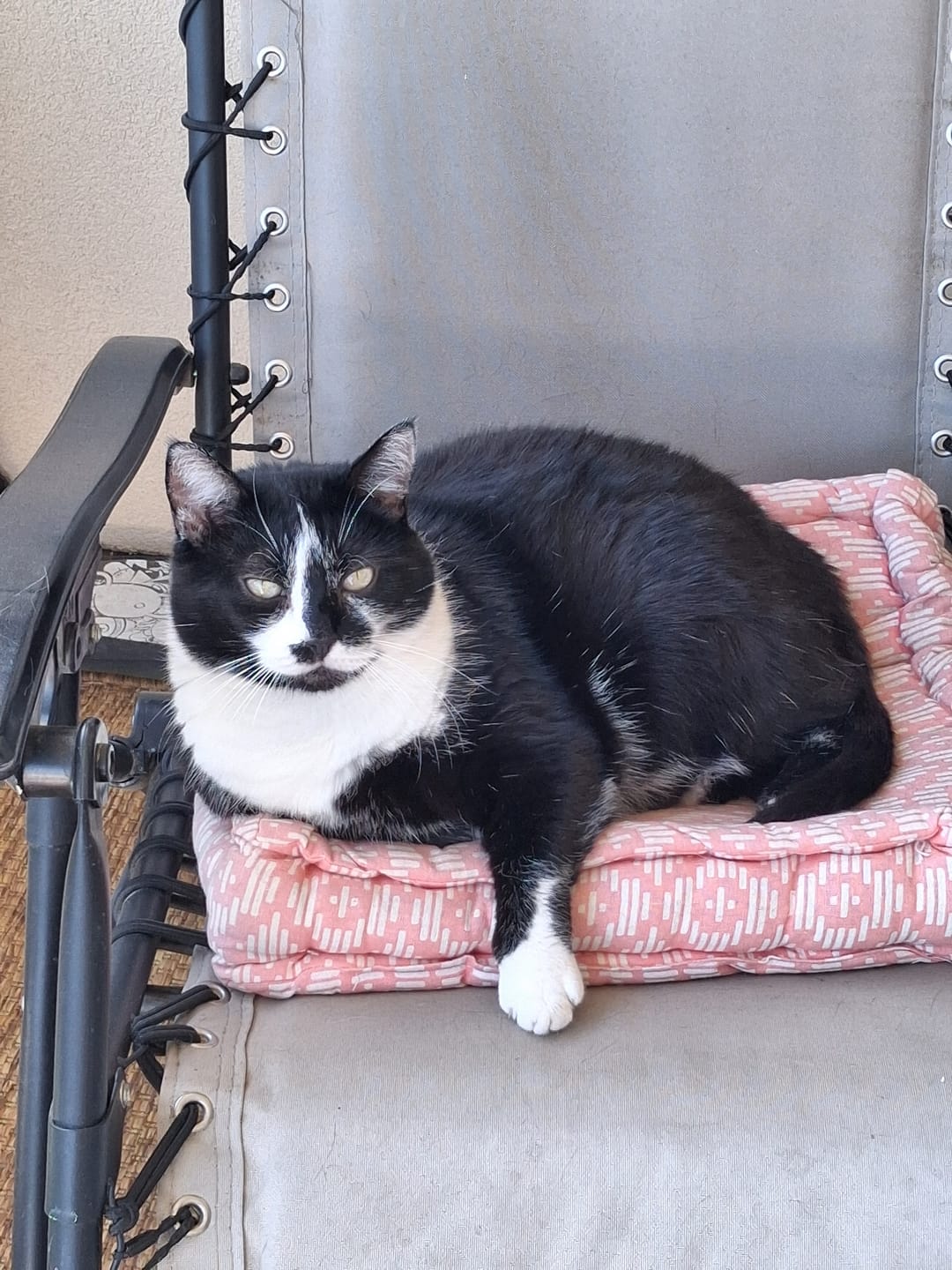Customer photo review of Notre recommandation : Croquettes Poulet Frais pour Chat Stérilisé