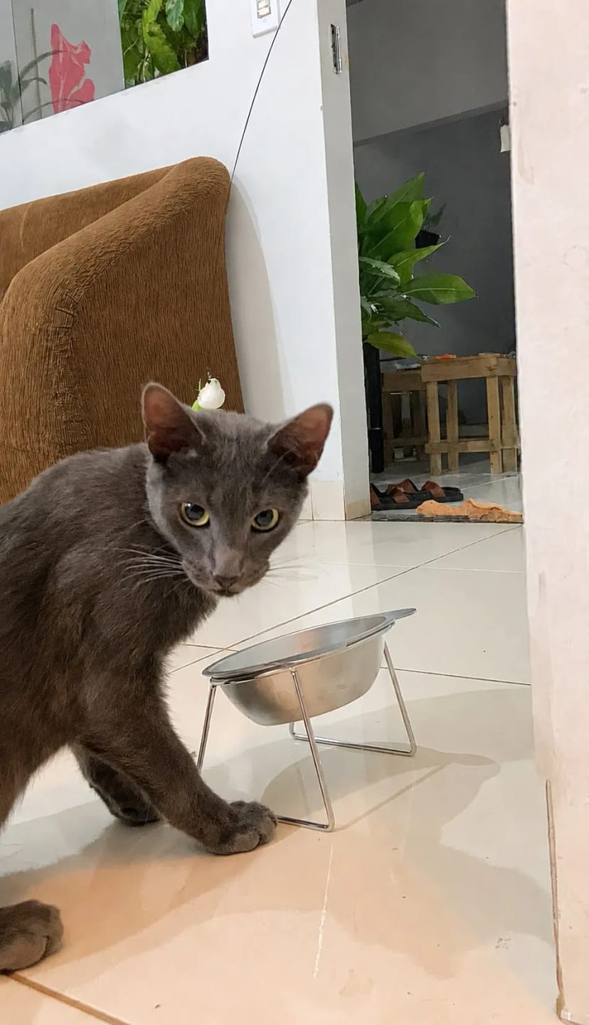 Customer photo review of Comedero ortopédico - Gato
