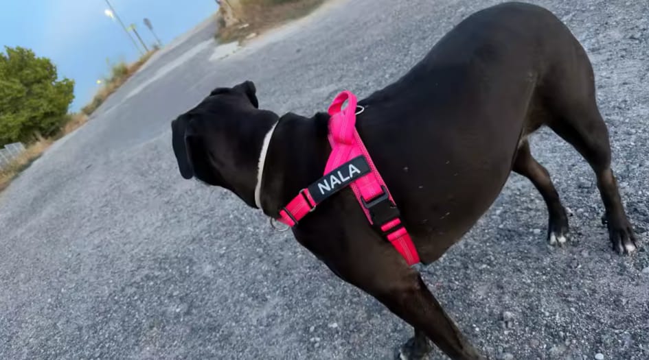 Customer photo review of DOGSPOKE™ RestEasy No Pull Dog Harness