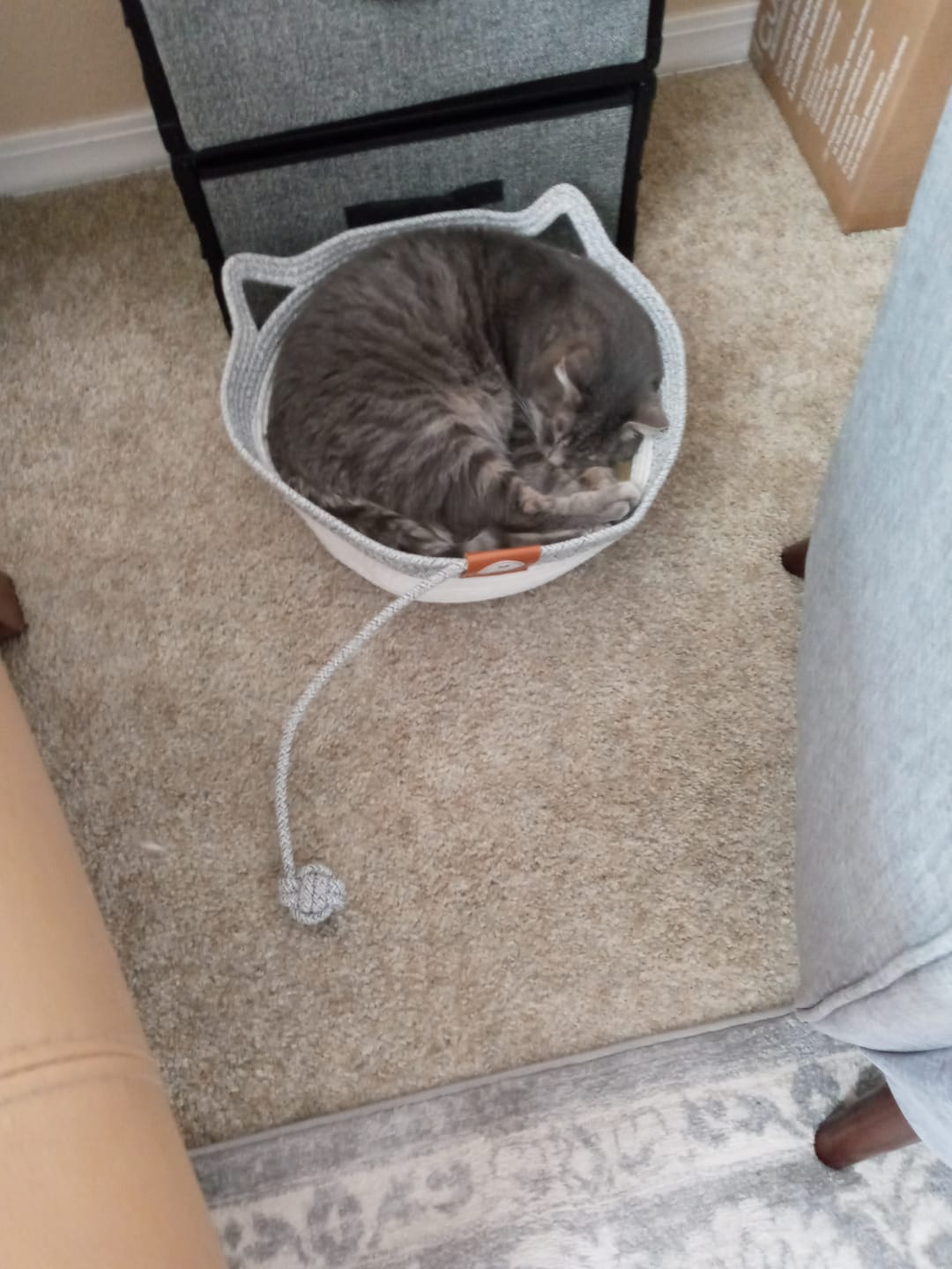 Customer photo review of Instinct Basket | Meet the first research-backed natural territory for indoor cats