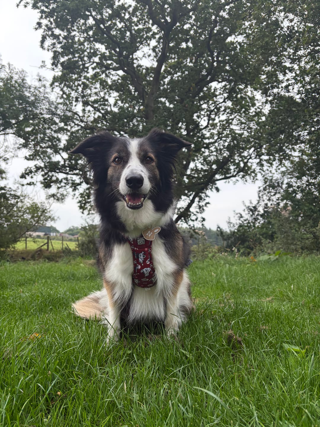 Customer photo review of Disney© Tough Trails™ Harness - 101 Dalmatians