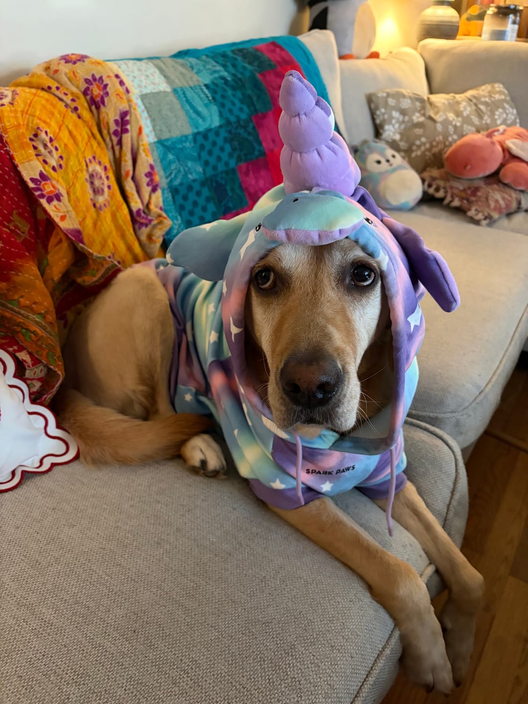 Customer photo review of Halloween Dog Hoodie - Unicorn