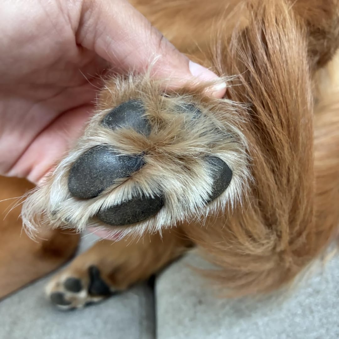 Customer photo review of LuckyDog™ Limpiador Eléctrico de Patas 360°