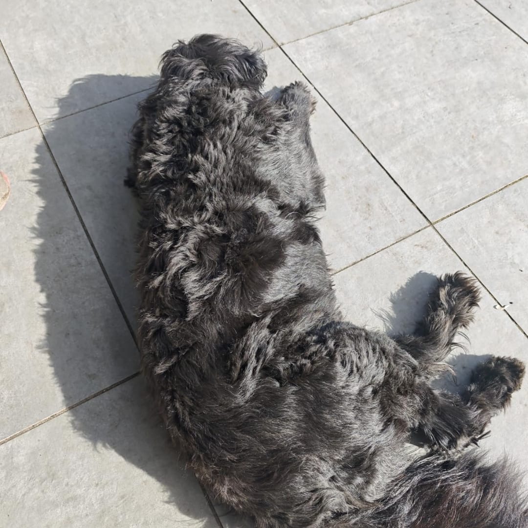Customer photo review of LuckyDog™ Limpiador Eléctrico de Patas 360°
