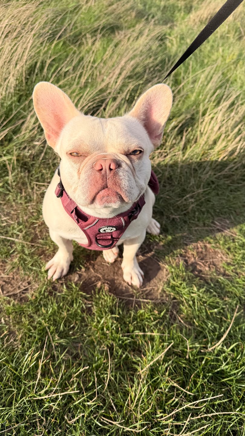 Customer photo review of Trail & Glow Tweed Dog Harness - Colour Drops - Sage Tweed