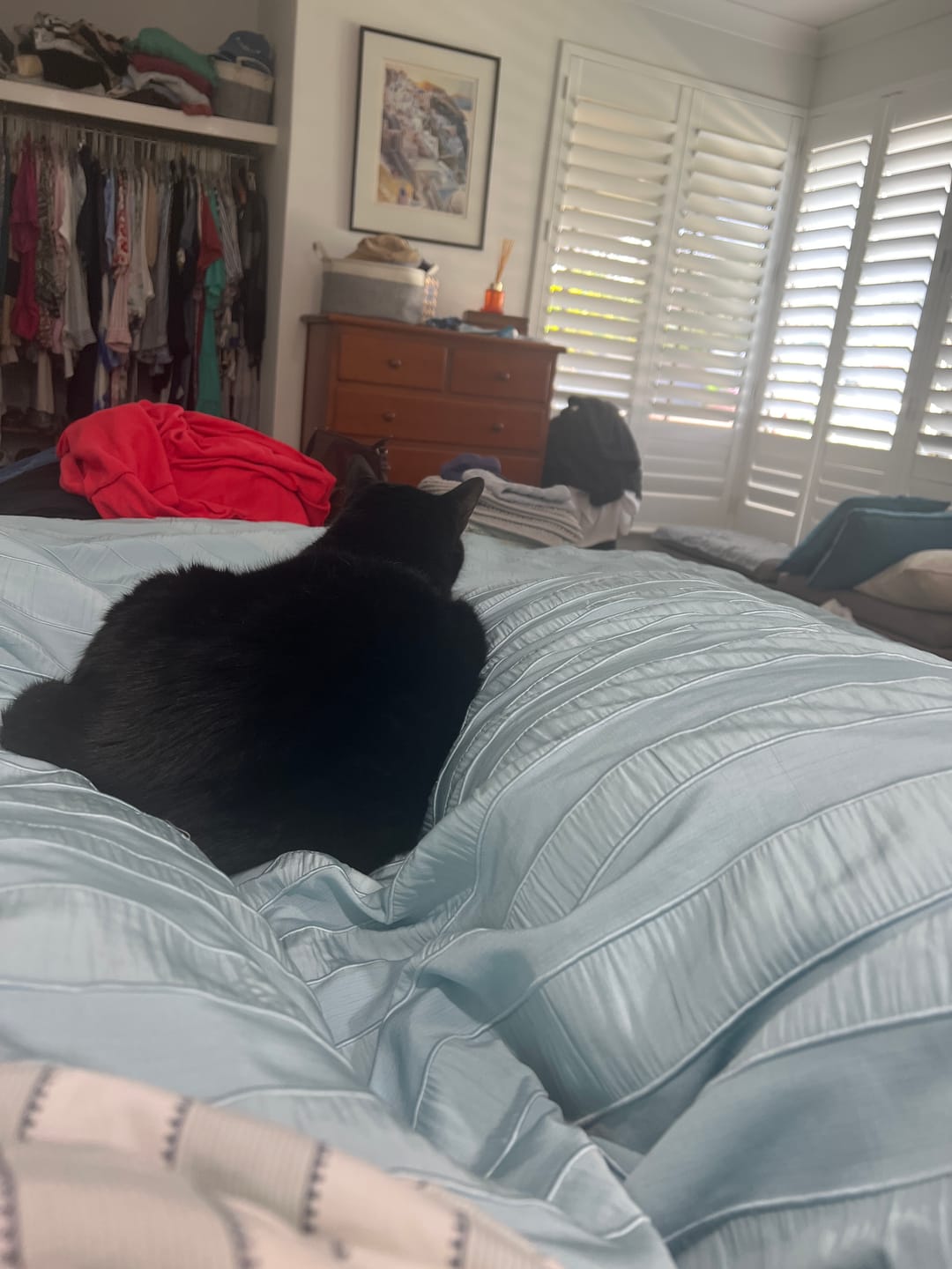 Customer photo review of Snuggi Body Align Pillow