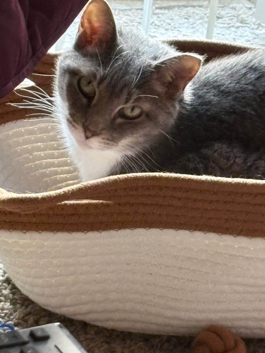 Customer photo review of Instinct Basket | Meet the first research-backed natural territory for indoor cats