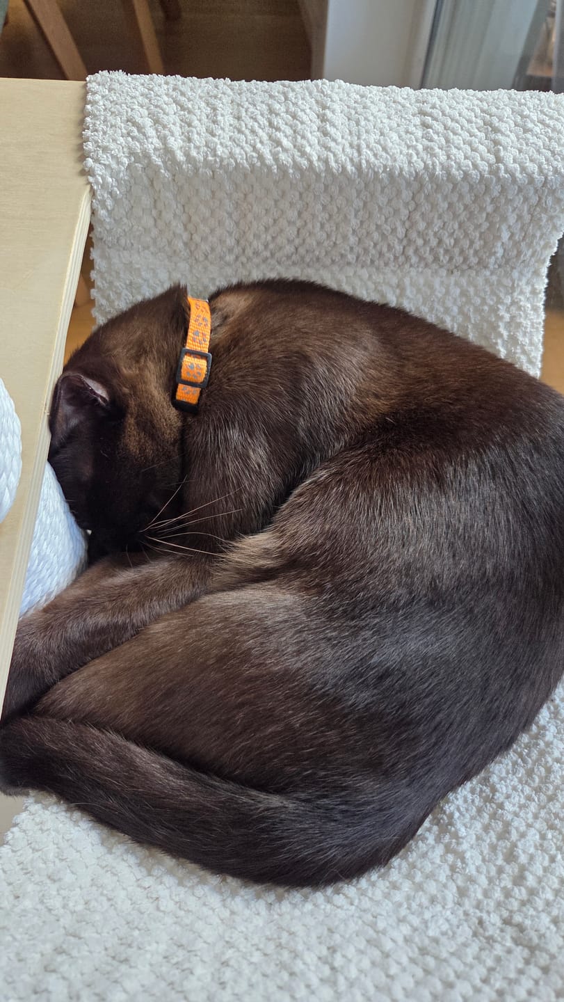 Customer photo review of Katzenhalsband mit Name und Telefonnummer graviert