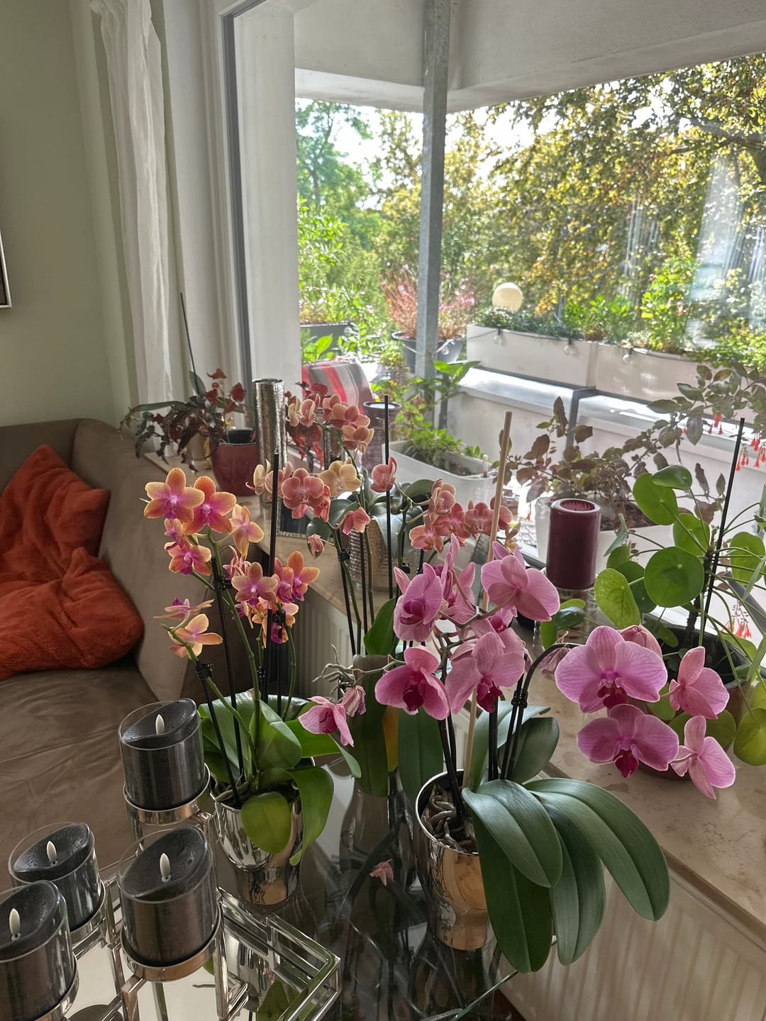 Customer photo review of Große Two of Us Dame Etna mit orange-gelben Blüten und 4+ Rispen