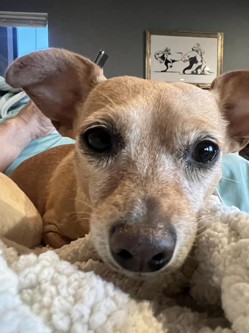 Customer photo review of Toallas Dentales Mascotas