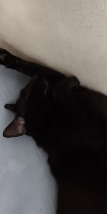 Customer photo review of Comedero ortopédico - Gato