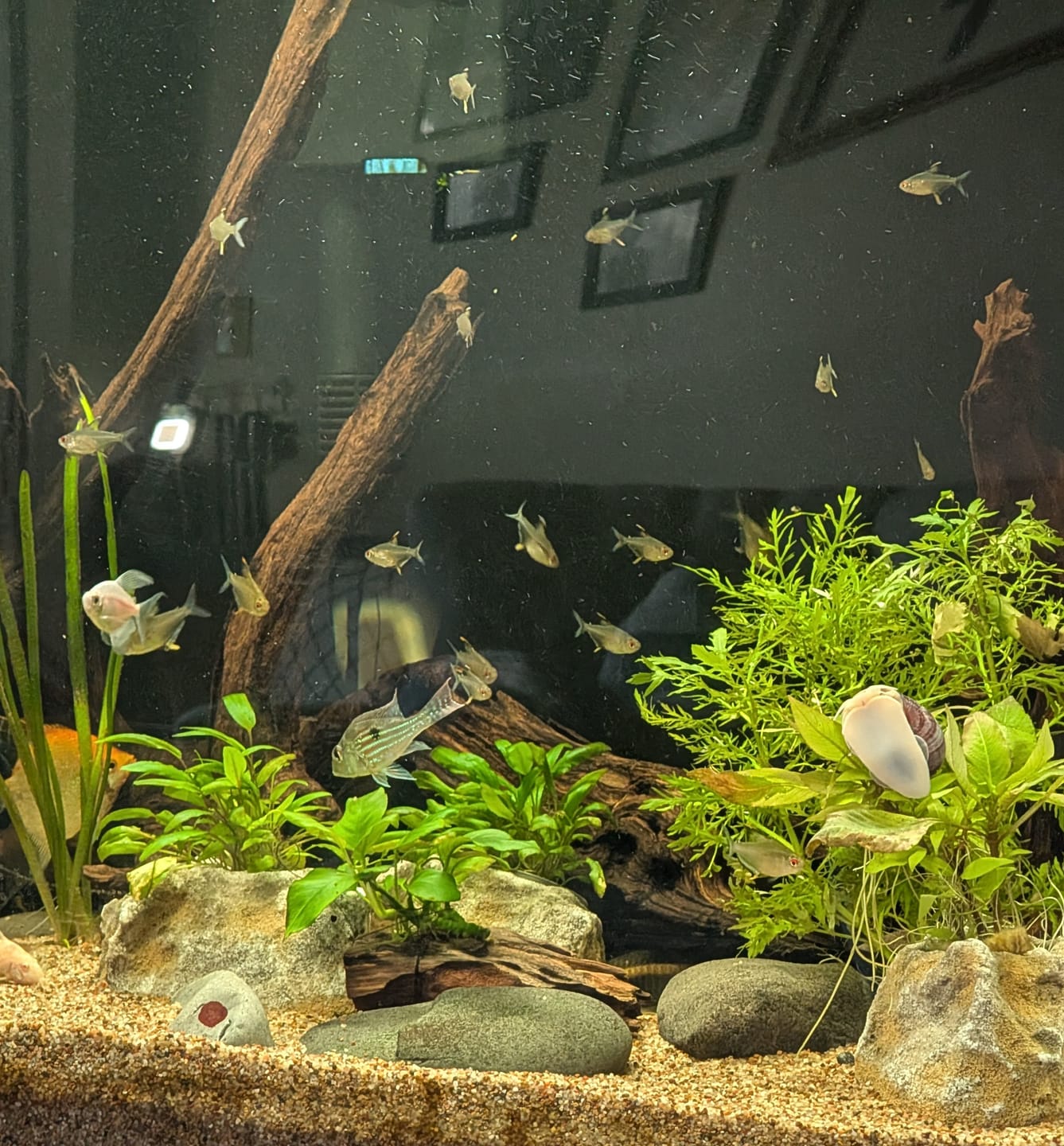 Customer photo review of Lemon Tetra (Hyphessobrycon pulchripinnis) (Unsexed)