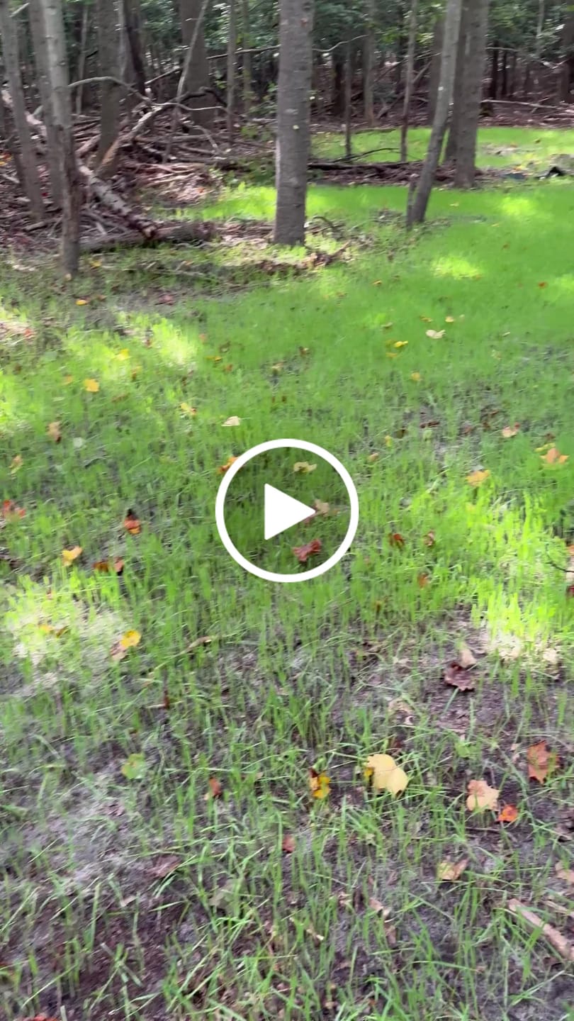 Customer video review of Winter Rye Food Plot Seed