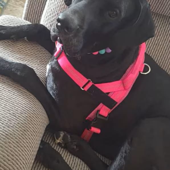 Customer photo review of DOGSPOKE™ RestEasy No Pull Dog Harness