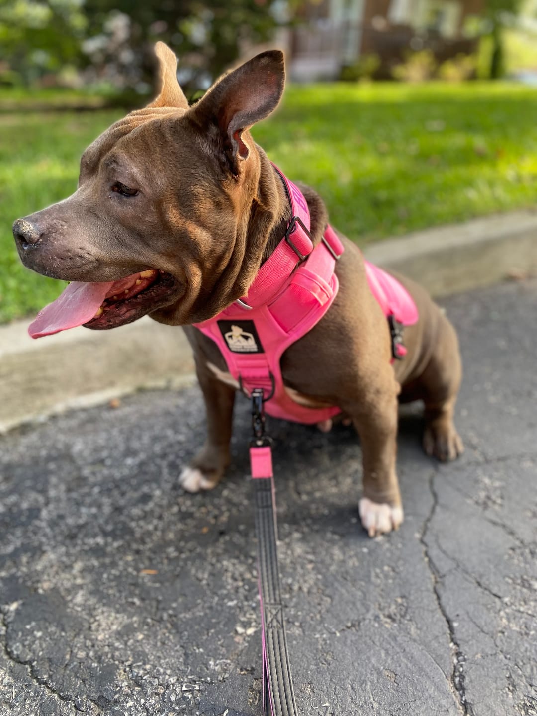 Customer photo review of Matching Pink 6' Bully Proof Leash