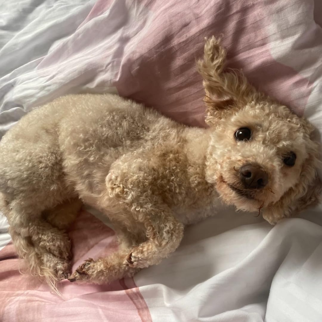 Customer photo review of LuckyDog™ Limpiador Eléctrico de Patas 360°