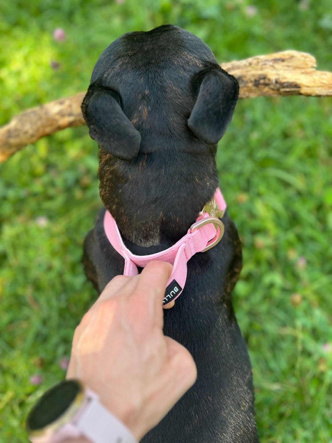 Customer photo review of 2.5cm Lighter Combat® Collar | With Handle & Secure Clip - Pink x Pink