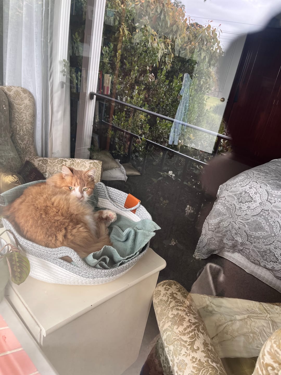 Customer photo review of Instinct Basket | Meet the first research-backed natural territory for indoor cats