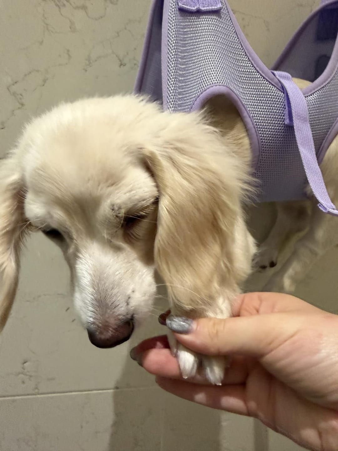 Customer photo review of Clawlegs™ GrindPaw