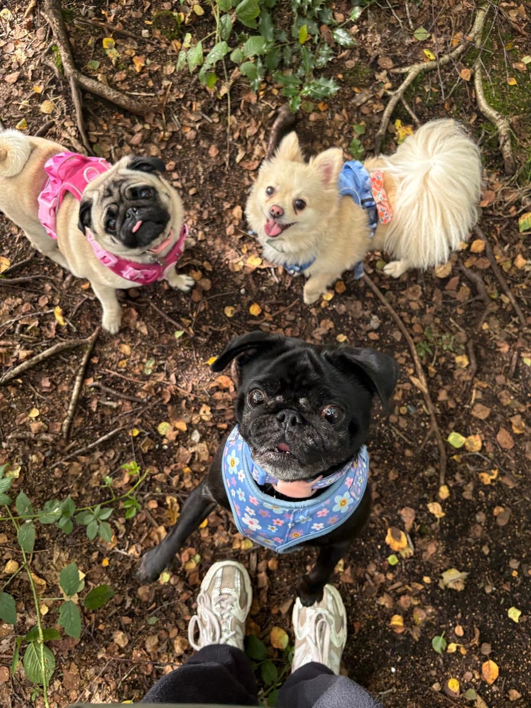 Customer photo review of Tough Trails™ Harness - Walkies Ready® Raspberry Pink