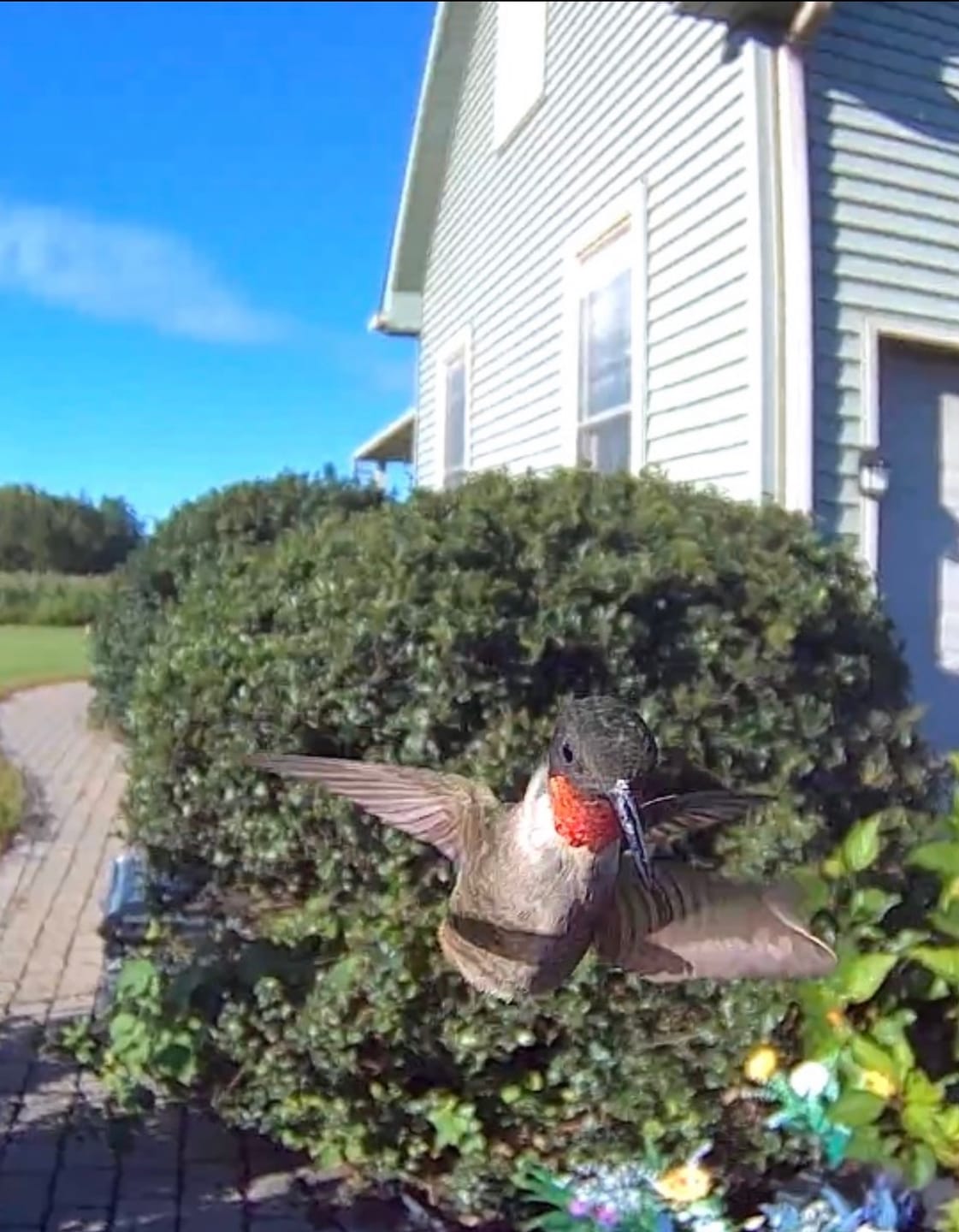 Customer photo review of Smart Solar Hummingbird Feeder with HD Camera