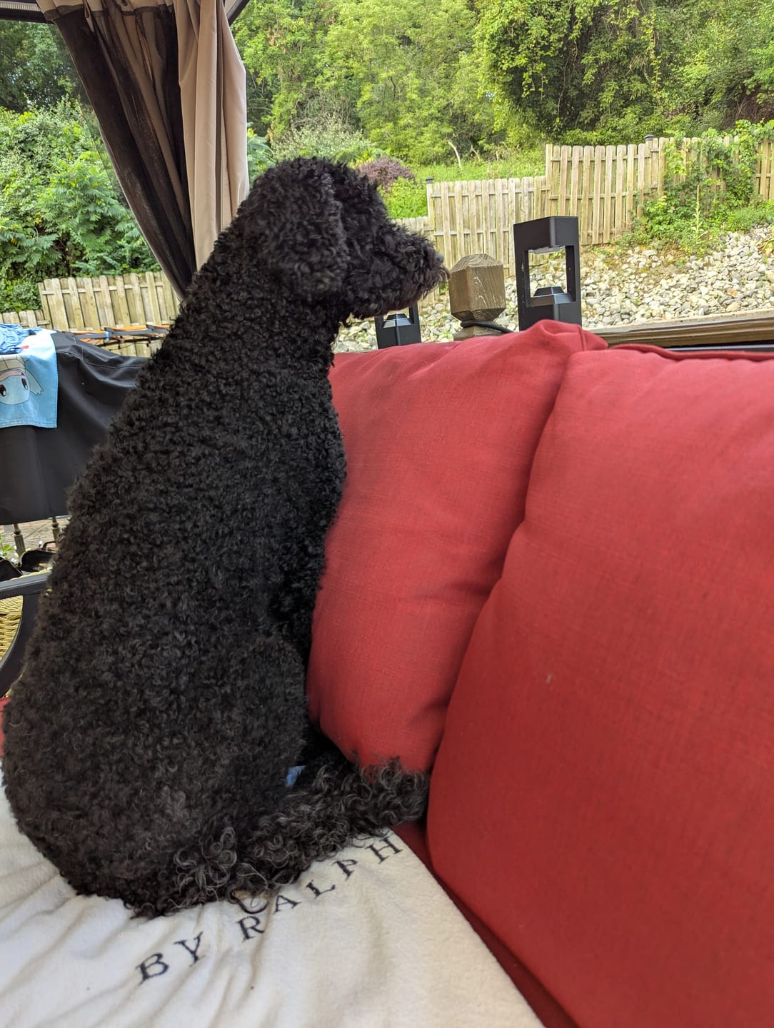 Customer photo review of Farmed Insects formulas / Adult & Puppy
