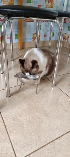 Customer photo review of Comedero ortopédico - Gato