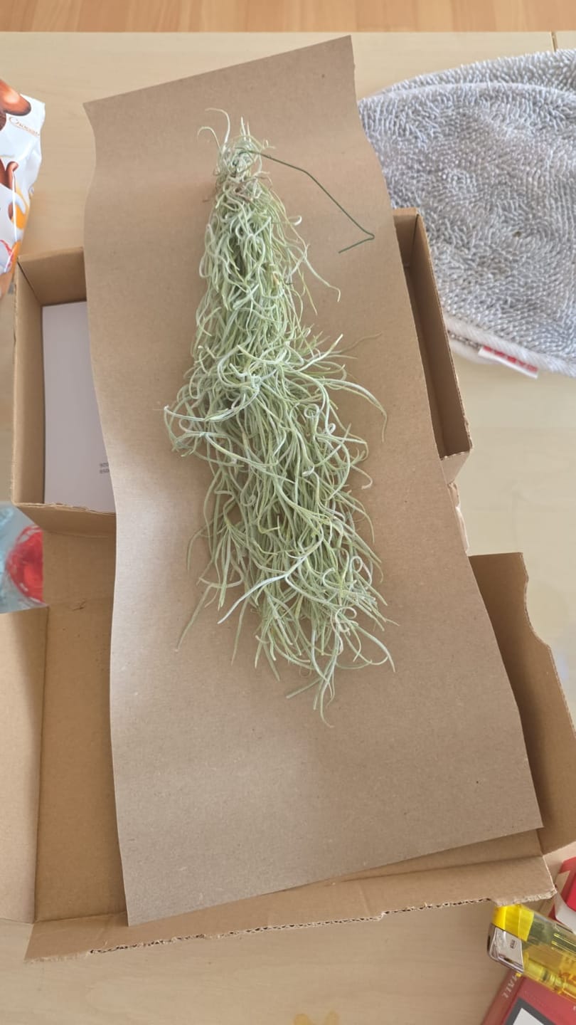 Customer photo review of Tillandsia usneoides - Lousianamoos