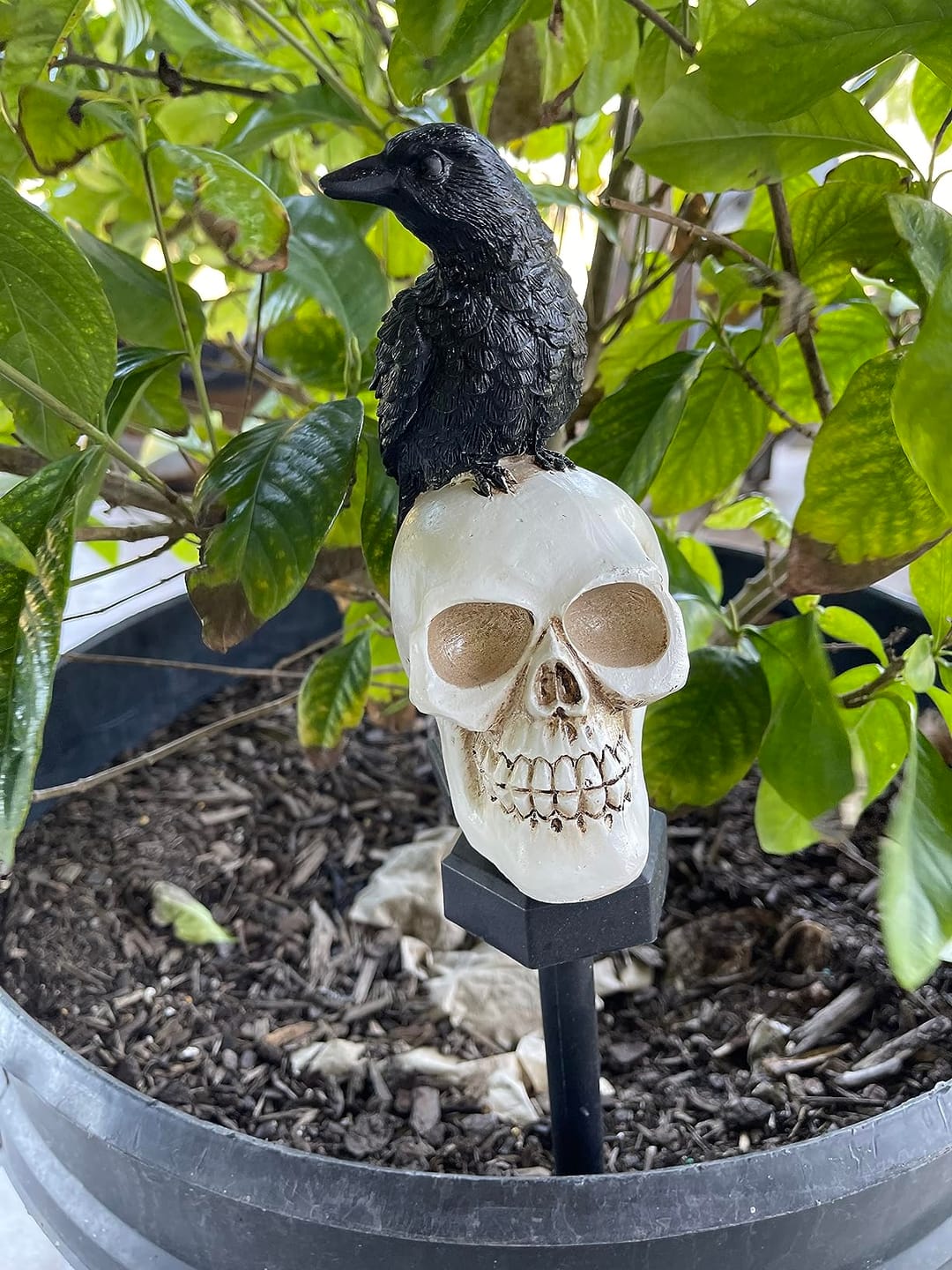 Customer photo review of Halloween Crow Skull Solar Light™