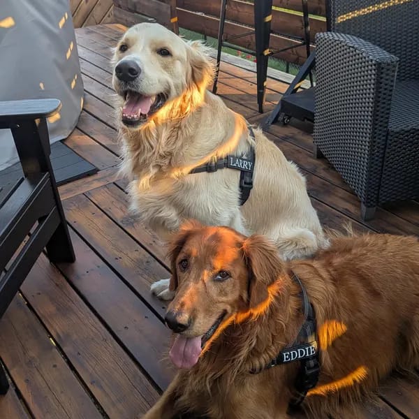 Customer photo review of DOGSPOKE™ RestEasy No Pull Dog Harness