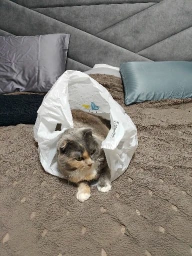 Customer photo review of Mulberry Silk Pillowcase — 19 Momme
